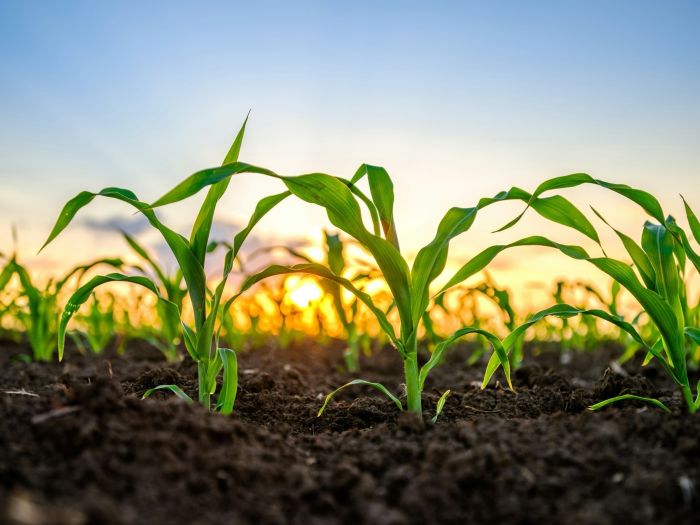 Colcom Foundation Grant Boosts Sustainable Agriculture and Food Security in Indiana County